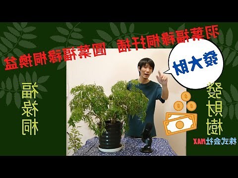 圓葉發財樹風水