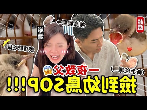 夢到撿到鳥