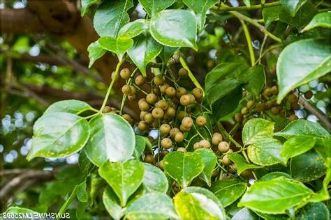 茄苳樹是陰樹嗎