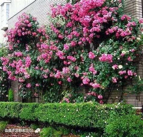 攀藤花