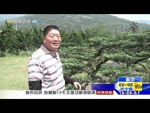 柏樹風水