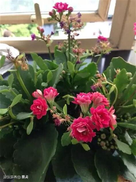 長壽花可以放室內嗎