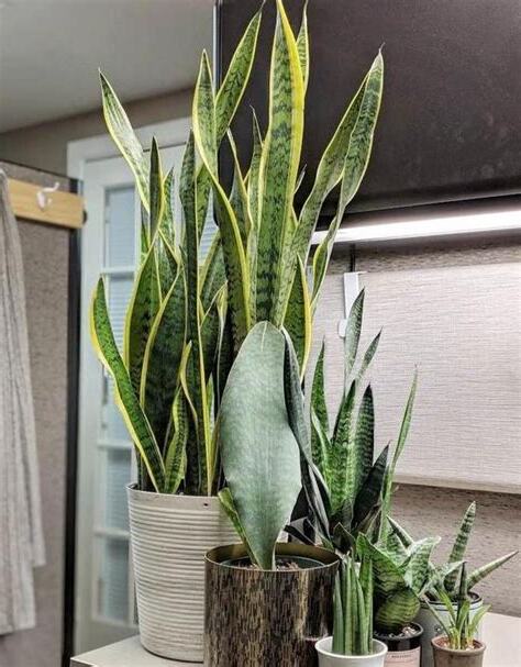 臥室盆栽