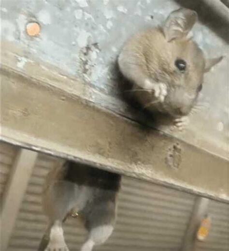 發現老鼠