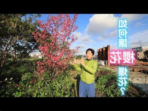 家裡種櫻花