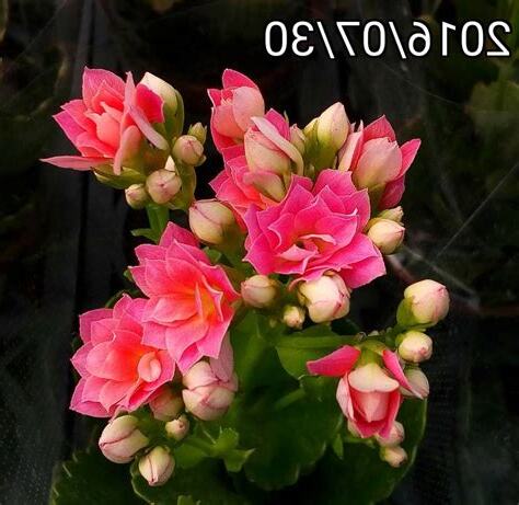 福壽花