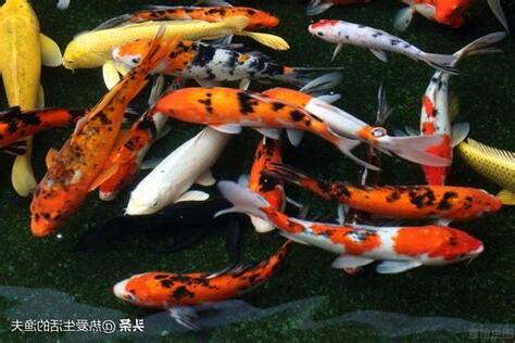 如何養魚不會死