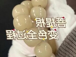 白菩提