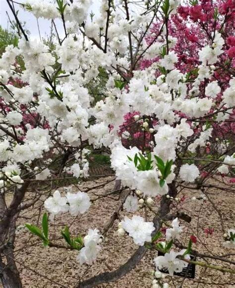 種桃花