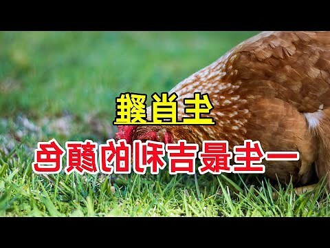 屬雞的顏色