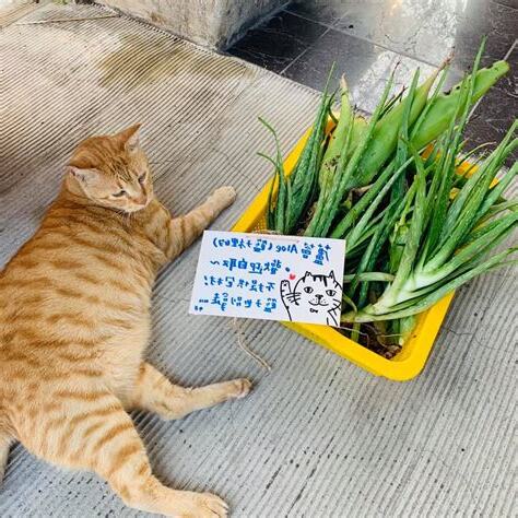 門口種蘆薈