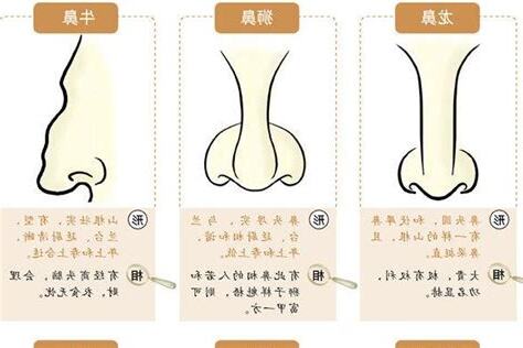 伏犀鼻