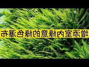 波士頓腎蕨室內