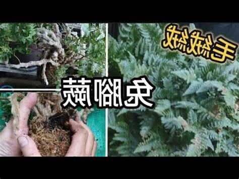 銀脈鳳尾蕨風水