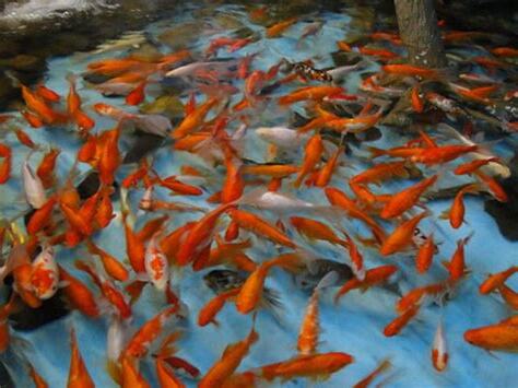 夢到魚池很多魚