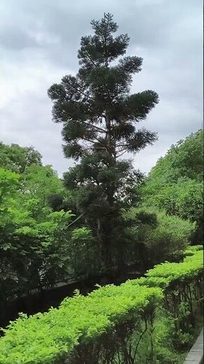 鵝掌藤風水