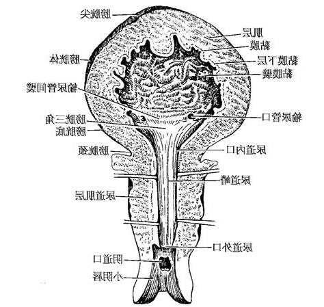 膀胱在那裡