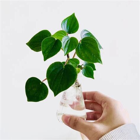 心願椒草分株