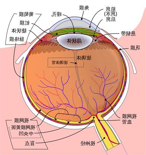 眼睛部位圖