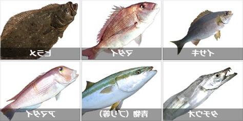 中型魚種類