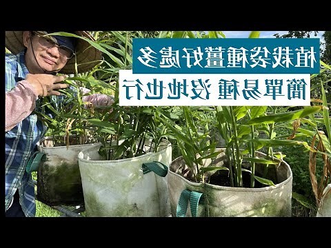 薑盆栽