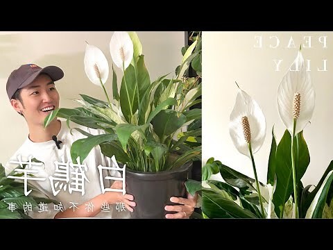 小型室內植物名稱