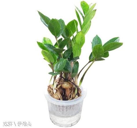 金錢樹分盆
