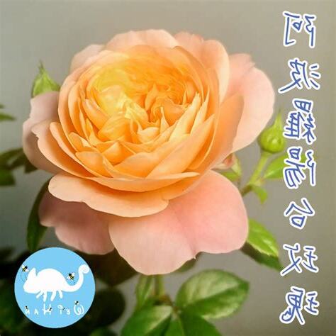 阿波羅陽台