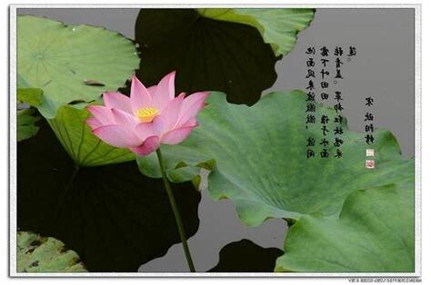 蓮花出淤泥而不染意思