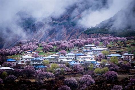 大桃花