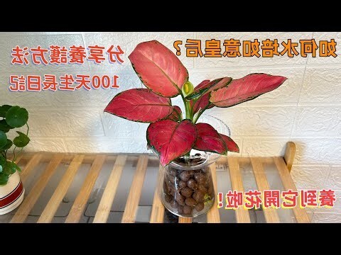 如意皇后風水
