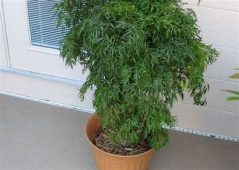 福祿桐擺放位置