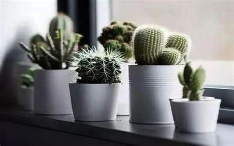 仙人掌可以放在房间吗