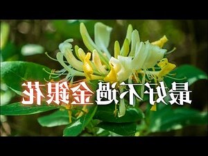 金銀花盆栽