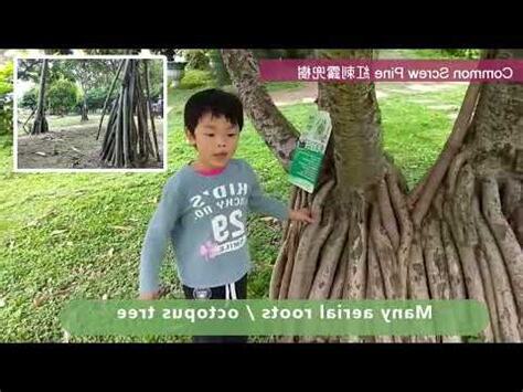 紅刺露兜樹種子處理