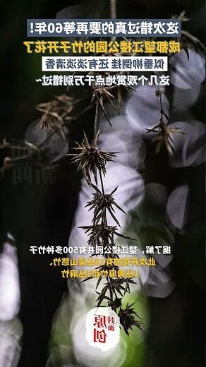 竹子開花