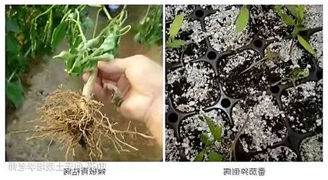 病位放植物