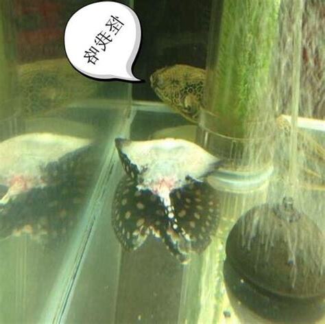 魟魚混養