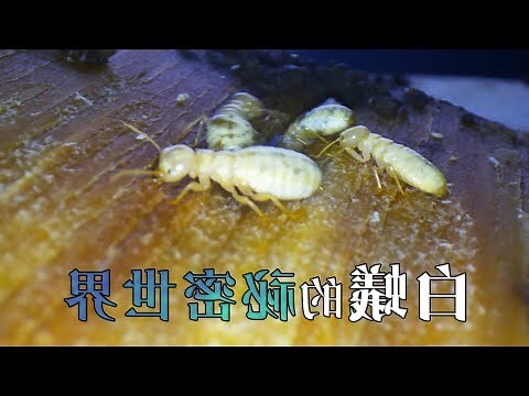 螞蟻竇
