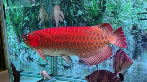 龍魚飼養
