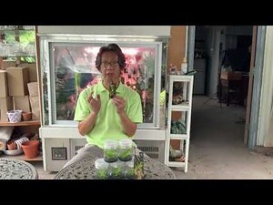 扇形文心蘭