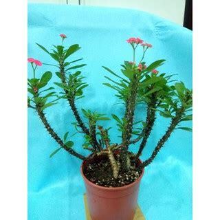 麒麟花防小人