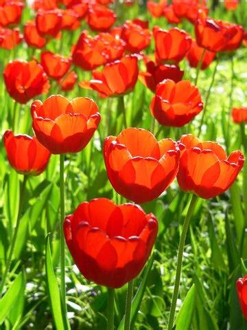 粉紅鬱金香花語