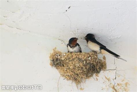燕子家裡築巢