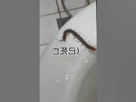 廁所出現蜈蚣