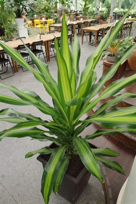 巴西鐵樹葉尖枯黃