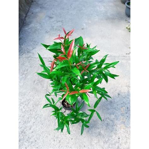 長紅木風水