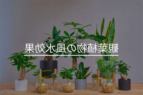 套房植物風水
