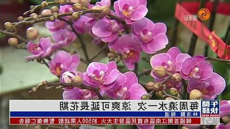 蘭花招財
