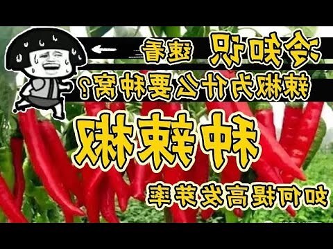 辣椒喜阳吗